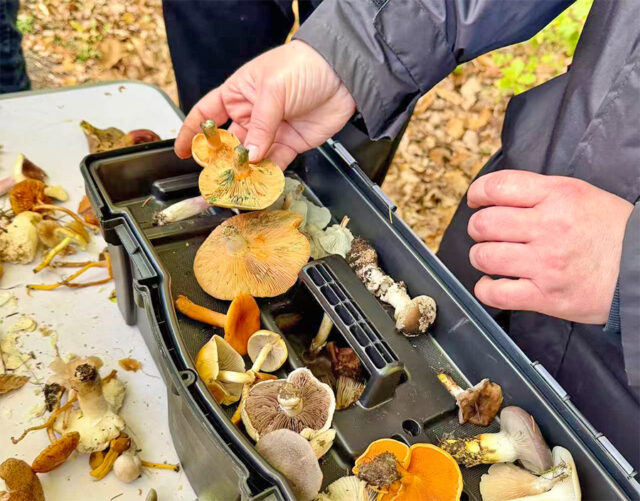 In die Pilze gehen Pilzwanderung mit dem Care & Career Projekt: Die heimische Natur entdecken, Wissenswertes über Pilze erfahren und gemeinsam Zeit verbringen: Bei einer Pilzwanderung im Oktober lernten Teilnehmende des Care and Career Projekts die Vielfalt der heimischen Pilzwelt kennen.